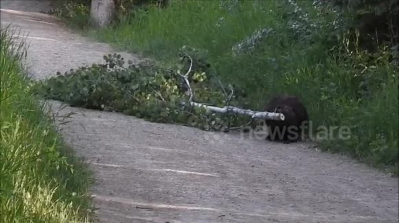 A beaver carrying a tree branch across the road and down to the river. It was pretty cool.