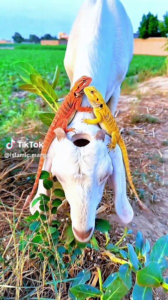 Heart-Touching Prayer and Rescue of a Goat