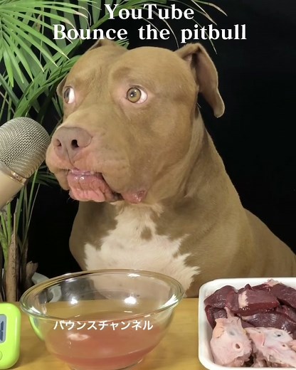 バウンスのピットブル特集動画