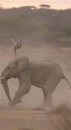 Elephant vs Cheetah – Angry Elephant Throws Cheetahs #lion #animals #wildlife