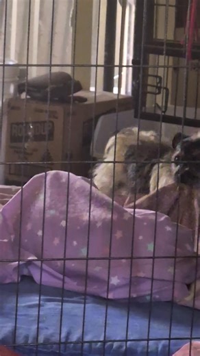 25 reactions · 9 comments | Silly little rugrats keeping us on our toes lol | Magoo Adventures | Facebook