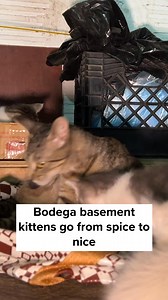 These four little spice monsters were born in a bodega basement, where their mom has long been a beloved resident. Without access to affordable vet care, one cat turned into many, and this growing family couldn’t get the medical attention they needed. Thanks to you, the kittens were brought inside, where they’re slowly learning to trust humans—going from hissing and wary glances to accepting treats and gentle pets. Their mom was spayed and returned to the bodega she calls home, still well cared 