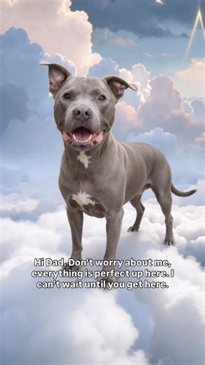 Brutus was the most gentle, docile and respectful animal I’ve ever been around. He had more emotional intelligence than most people I know. He never lost his cool, not once. He carried himself with so much dignity and always used his manners. I miss my baby so much. 🐾 Create your custom AI pet tribute today → https://requests.tributetails.com 🌈 All Tribute Tails videos are created with personalized, custom AI prompts. #Rainbowbridge #petheaven #pettribute #petmemorial #americanpitbullterrier