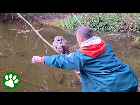 Wise Owl Realizes They’re Here to Help 🥹