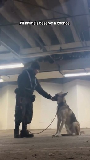 At Toronto Humane Society, we're on a mission to dispel the stigma surrounding sheltered dogs. Mozzy, one of our incredible canine companions, is proof that these dogs can be trained, loved, and make fantastic additions to your family. Sheltered dogs, like Mozzy, possess untapped potential and are eager to learn and be part of a loving home. Let's challenge misconceptions together! #adoptdontshop https://www.torontohumanesociety.com/dog-adopt-process/ | Toronto Humane Society