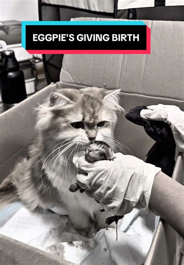 Mga apo kay EGGPIE and EGGNOG, LUMABAS NA! 🥚💘 (Paano magpa anak ng pusa) #shangpooches #britishshorthair #britishlonghair