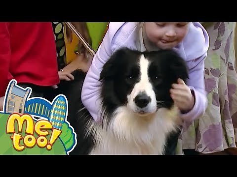 Me Too! - Sampson the Dog's Best Episodes | Full Episodes | TV Show for Kids