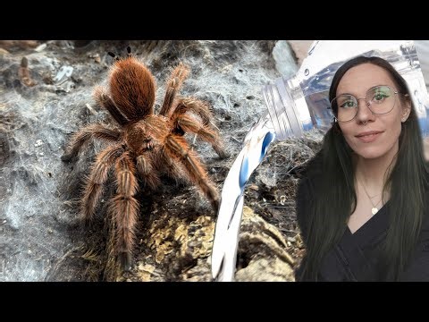 Pretending to be EXOTICS LAIR: Watering My Tarantulas! (How I do it)