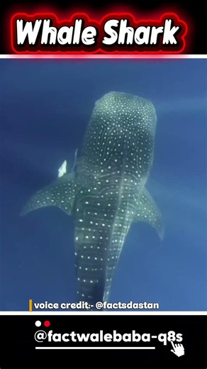 Whale Shark 😲😯 || #facts #shortfeed #shortvideo