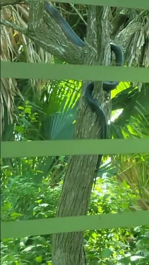 Texas Indigo Snake #snakes #texas