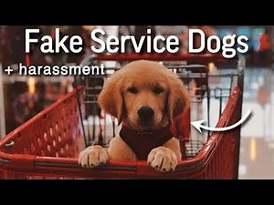 Fake Service Dogs + Harassment