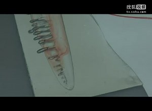 中仿simpleware Morphology of a Shark Water Flow Ta