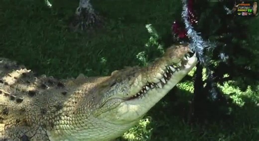 Most dangerous crocodile attacks caught on film