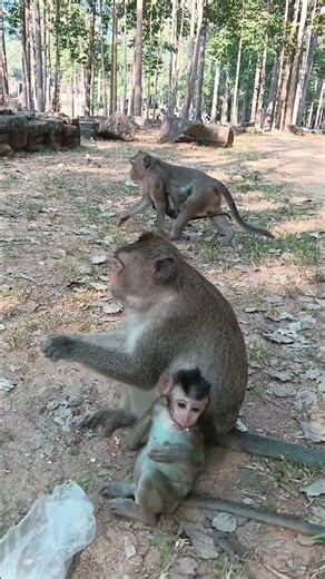 Tiny Monkey and Mom Pick Peanuts—Heartwarming Moments 🥜✨