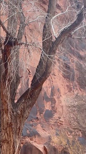 Red tailed hawk flying to the glove #falconry