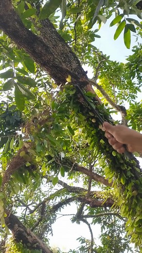 Pruning Techniques for Healthy Trees Outdoors