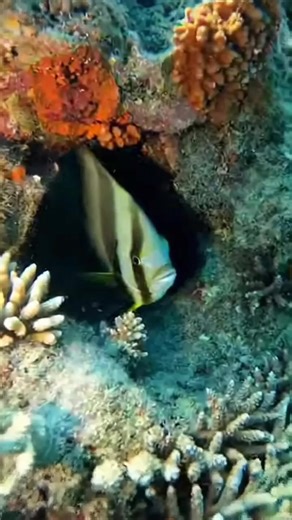 Catching the Exotic Batfish POV #OceanDiscovery #MetalTongs #MarineCreatures #ReefLife #Batfish | Ocean Drift Life