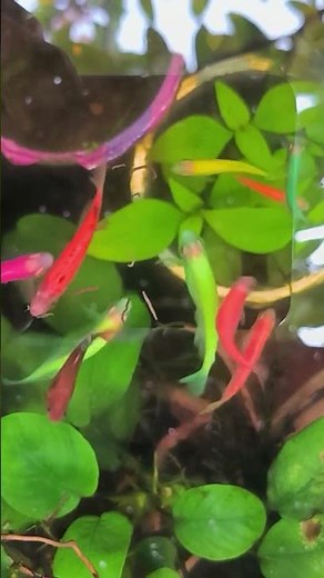 The secret to keeping Glofish alive for years #aquarium #aquascape #fyp #glofish