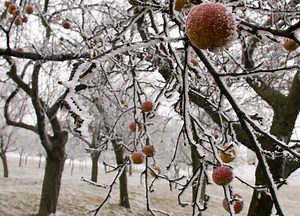 Chilling effect: How warmer winters could ruin fruit