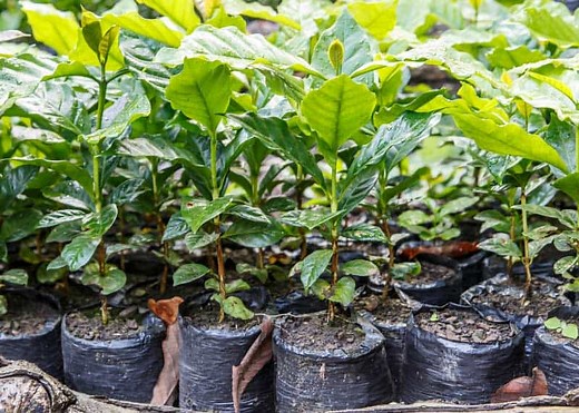 Nicaraguan Coffee: Guide to Beans, Regions, Flavor Notes | EnjoyJava