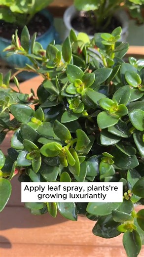 282K views · 1.6K reactions | Eggshell calcium fertilizer #backyardgardening #gardeninglife #vegetablegardening #vegetablegarden #gardeningtips #gardeninglove #organicgardening #gardensofinstagram #gardenideas #urbangardening #gardeningistherapy #gardeninggoals #homegardening #gardeninspiration #lovegardening #gardeningisfun #countrygarden #gardeningmakemehappy #veggiegarden #happygardening | Gardening Ideas | Facebook