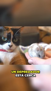 Cookie y el hámster | El Mundo de Slivki