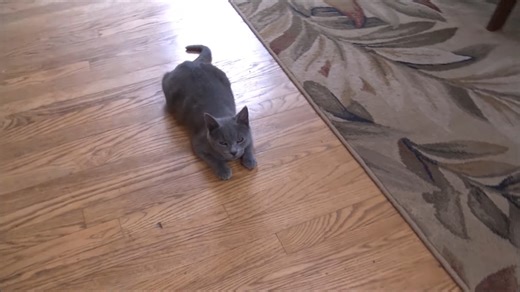 This cat looks hurt - but the real reason is something owners miss