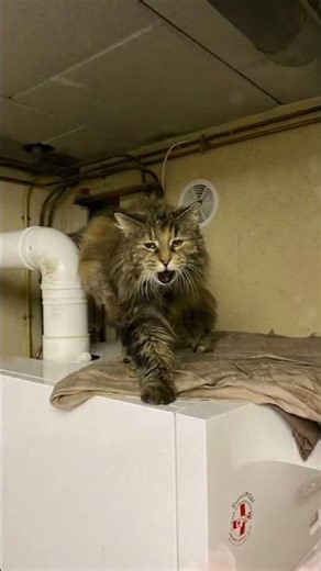 Mon chat eat malheuresement Mort