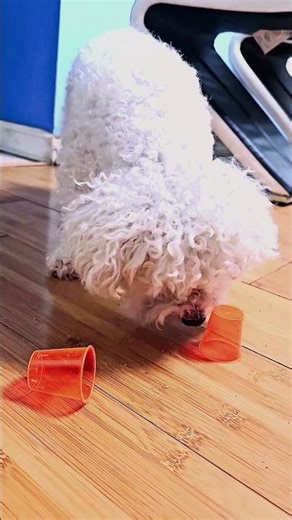 The Shell Game with My Bichon! 🐶🎩✨