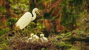 Family Egrets Egret Standing On Edge Stock Footage Video (100% Royalty-free) 1075498403 | Shutterstock