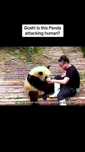Panda Imitates Human Dad's Love & More! 💖