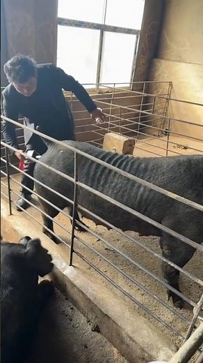 🐷 Health Check & AI Prep – Farmer Prepares Black Pig for Artificial Insemination! 💥