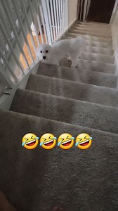 6K views · 110 reactions | 藍 Nuestro Rocco Coco Loco Li ‍❄ | La Shoppinista Stephanie Li | Facebook