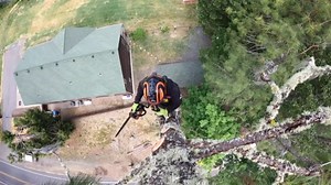 Dangerous Chainsaw Technique: Cut & Kick Method