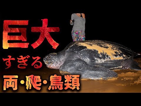 世界の巨大生物！【両生類・爬虫類・鳥類編】