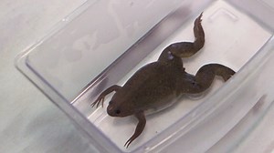 Reproductive Techniques for Ovarian Monitoring and Control in Amphibians
