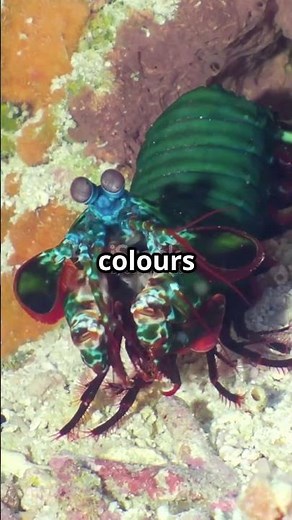 The Peacock Mantis Shrimp: Nature's Colorful Boxer!#MantisShrimp #MarineLife #NatureFacts #Wildlife