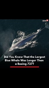 Blue whales are the largest known animals that have ever existed with some specimens weighing in at a colossal 200 tonnes. Even dinosaurs didn’t reach that size! The largest known blue whale had a length of 110 feet, longer than a Boeing 737. 📷fasc1nate #interestingfacts #bluewhale #didyouknow | News18