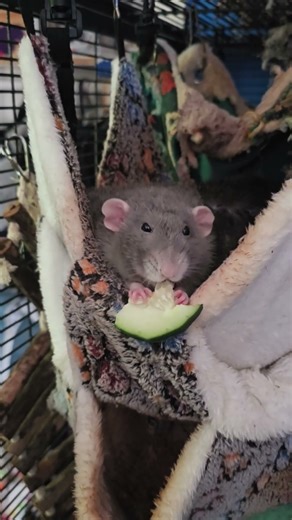 My adorable little ratty enjoying a cucumber