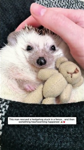 This man rescued a hedgehog stuck in a fence... and then something heartwarming happened 🦔❤️