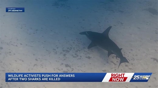 Critically endangered hammerhead sharks found dead on Florida beaches | Haystack News