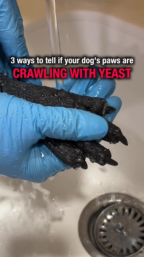 How do you know if your dog's paws have a yeast issue? Look for these 3 signs! | PetLab Co.