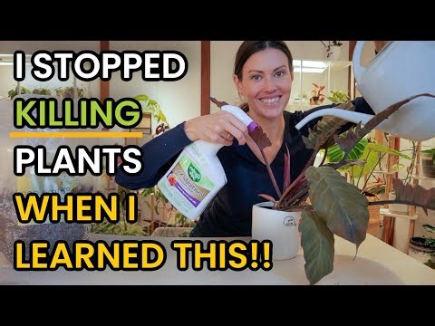 I Stopped KILLING Plants When I Learned THIS!! Houseplant Care 101 - Root Rot, Lighting & Pests
