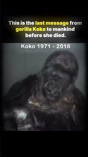 Koko the Gorilla's Last Words.#koko #animal#darkfacts0i #creepyyoutubeshorts #mystery