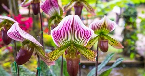 Retour à la vie sauvage d'une des orchidées les plus rares d'Angleterre