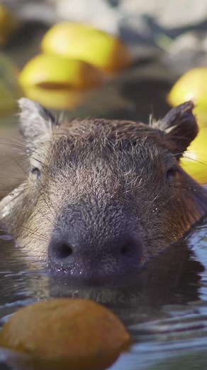 The Capybara Song Music Video: Enjoy the Fun Beats!
