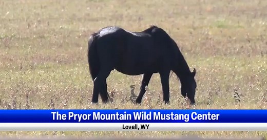 Discover Montana's only protected wild horse herd at Pryor Mountain Wild Mustang Center