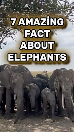 7 AMMAZING FACTS ABOUT ELEPHANTS