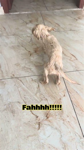 POV: You’re a dog parent in summer = full-time bath service 😂🛁🐶