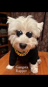 Pickles is a Gangsta Rapper for Halloween 👻. Westie’s Rule! | The Piper Chronicles